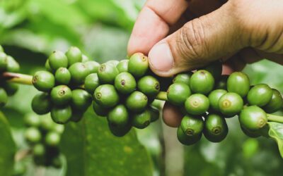 Un sabor con identidad