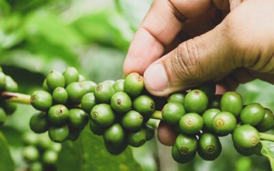 ¿Conoces el café robusta?