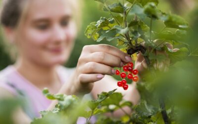 Guía para cuidar tu cafeto en casa