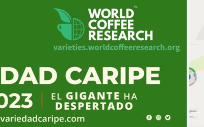 Variedad Caripe Figura en el catálogo de variedades de World Coffee Research